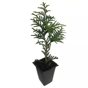 4-separate Daylily Nursery 445057582506 Green Giant Arborvitae 4-plants In 2.5 Inch Containers 6 To 14