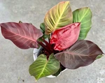 Philodendron Red Sun 3 Pack Starter Plants Live Rare Aroid Houseplant Gift. Fixed Price $29.80.