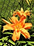 Hemerocallis Fulva 'kwanso' - Double Orange Daylily 4 Plants. Fixed Price $19.99.