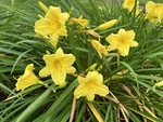 Stella Daylilies Lemon Yellow Happy Returns Ora Daylily Plump 4 Plants. Fixed Price $16.99.