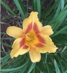 Red Eye Stella / D'oro Daylily 4 Plump Daylilies Bare Root Plants. Fixed Price $19.99.